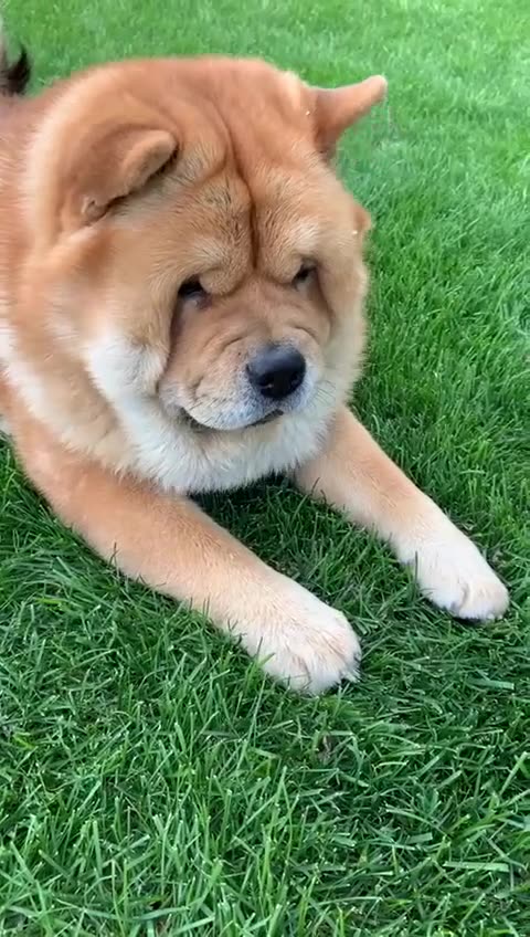 20211118文贵先生GETTR³：笨笨喜欢啃啃啃… 玩得好开心啊～ 😘😘