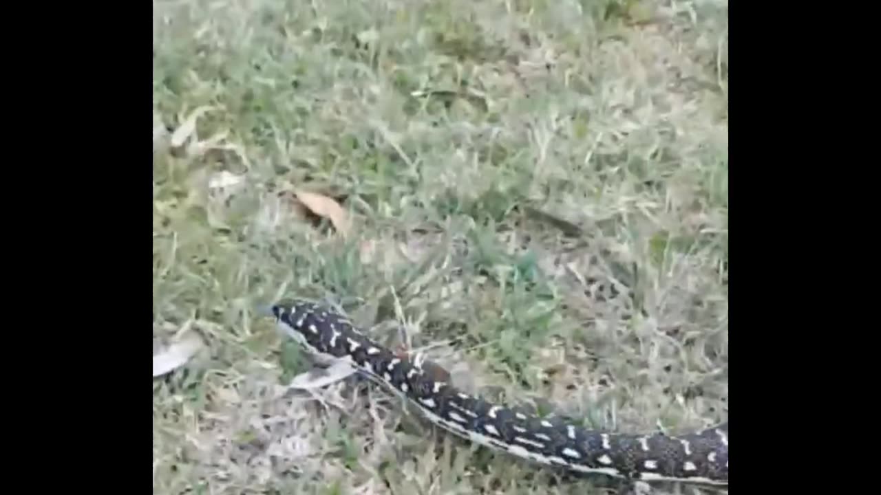 What is the name of this snake???