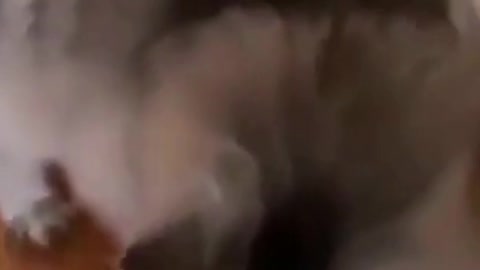 This Funny Cat Doesn't Like Bananas #shorts
