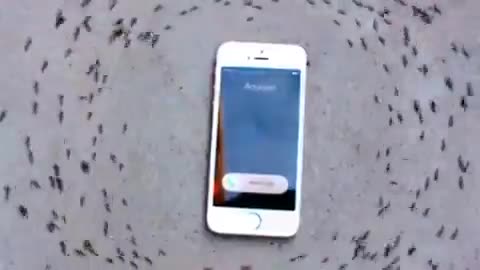 A radiation experiment. Insects walk in a circle ark when a mobile phone ringing.
