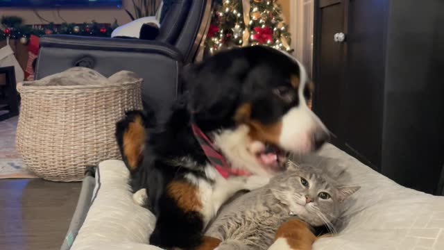 Bernese Mountain Dog Cuddles Grey Tabby Cat at Christmas Time