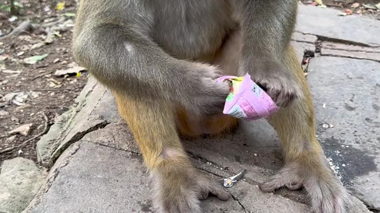 Check the cleanliness of the monkeys in the sanctuary