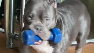 Bulldog Loves His Dumbell