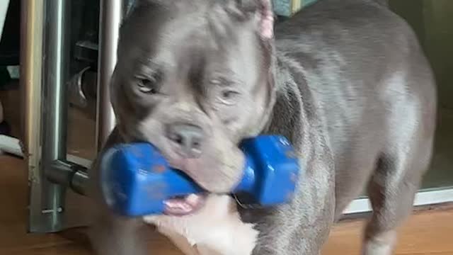 Bulldog Loves His Dumbell