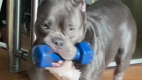 Bulldog Loves His Dumbell