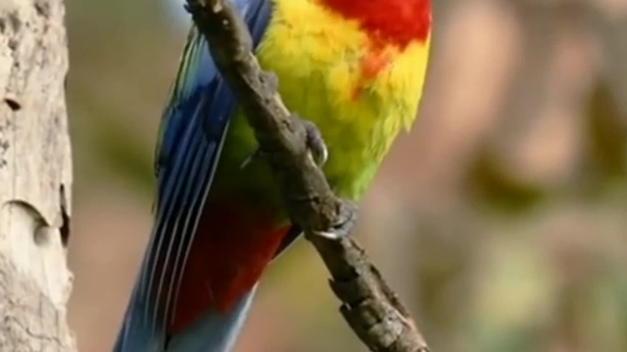 Beautiful parrot chirping ||best for relief stress