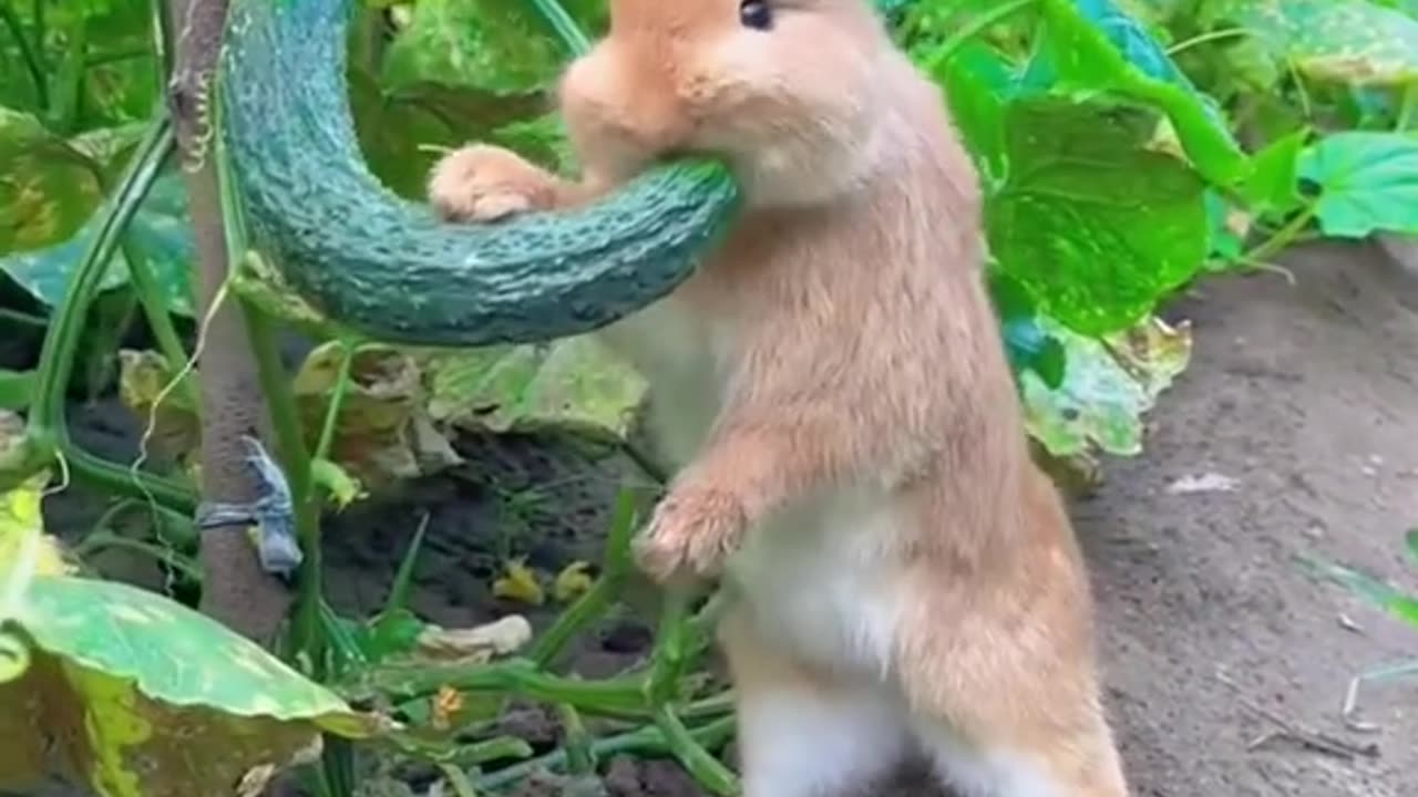 CuTe Rabbit Eating Zucchini☺🤗