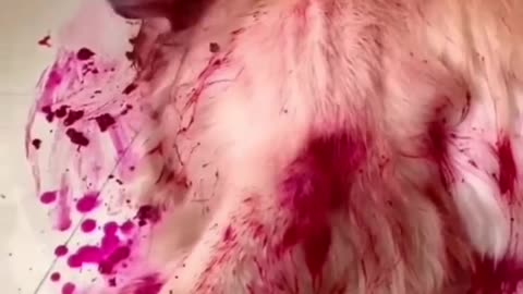 OMG! What happened to the dog😱 || I hope the dog is fine🥺