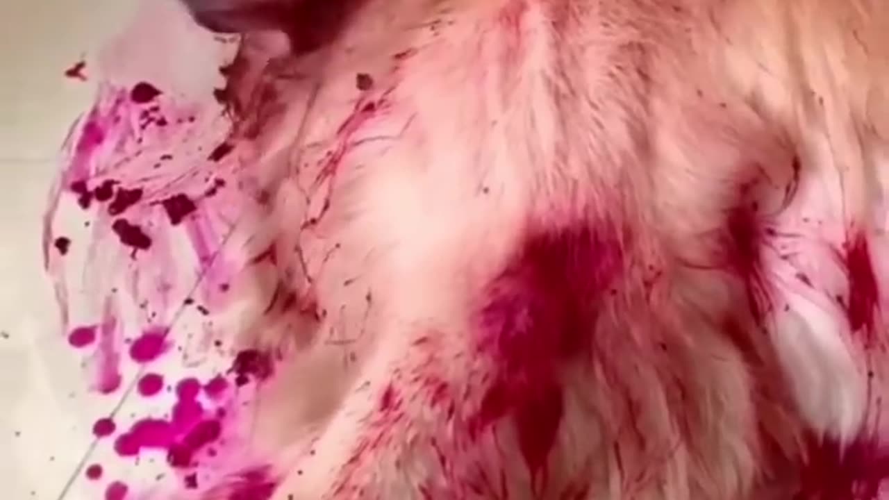 OMG! What happened to the dog😱 || I hope the dog is fine🥺