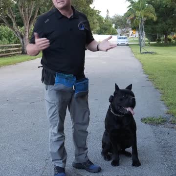 Thinking of Getting a Cane Corso? Watch This First!