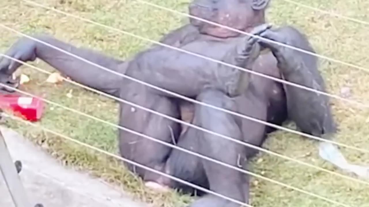 Animal's funny video