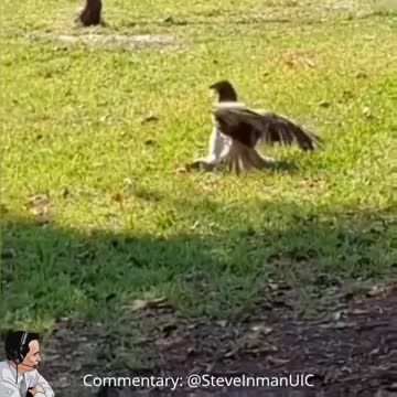 Hawk Goes Grass Surfing
