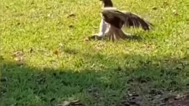 Hawk Goes Grass Surfing