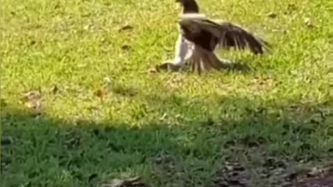 Hawk Goes Grass Surfing