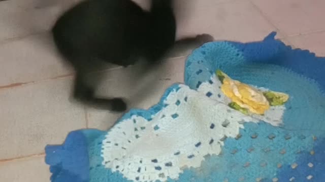 Cute cat playing