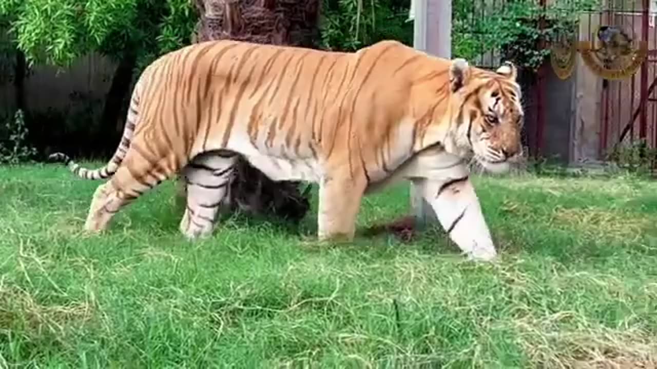Quick Tiger Training: Master the Basics in Minutes!"