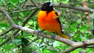 Oriole