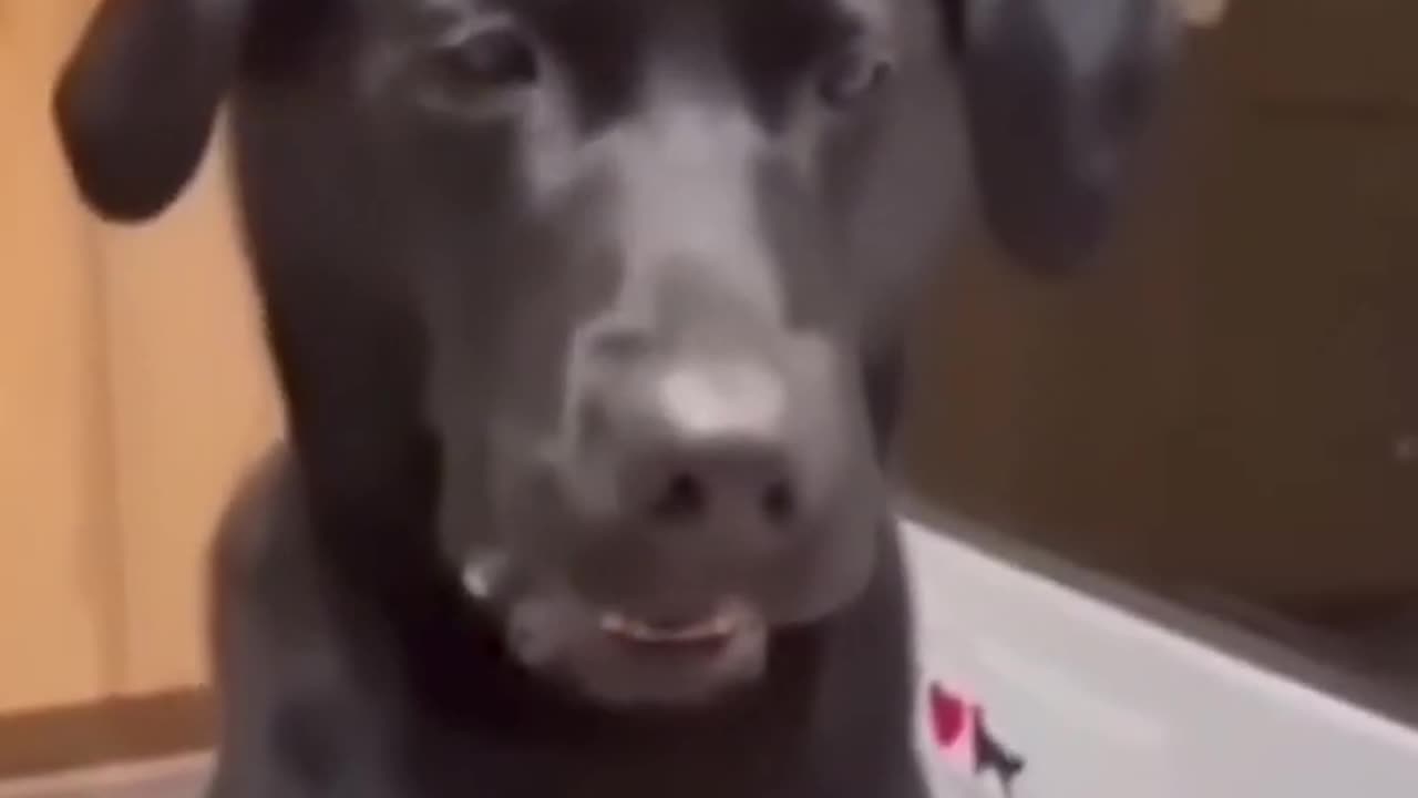 Animal Funny videos 😂