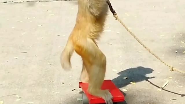 monkey