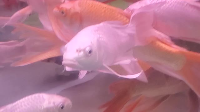 silver feng shui fish