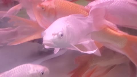 silver feng shui fish