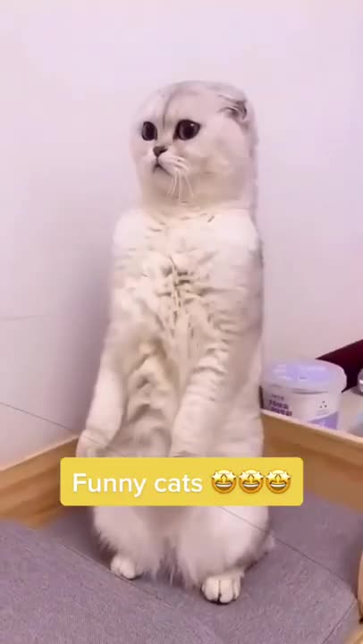 They Say Cats Ain't Smart They Damn Sure Look Out For They Self