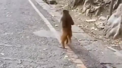 Monkey running like a human