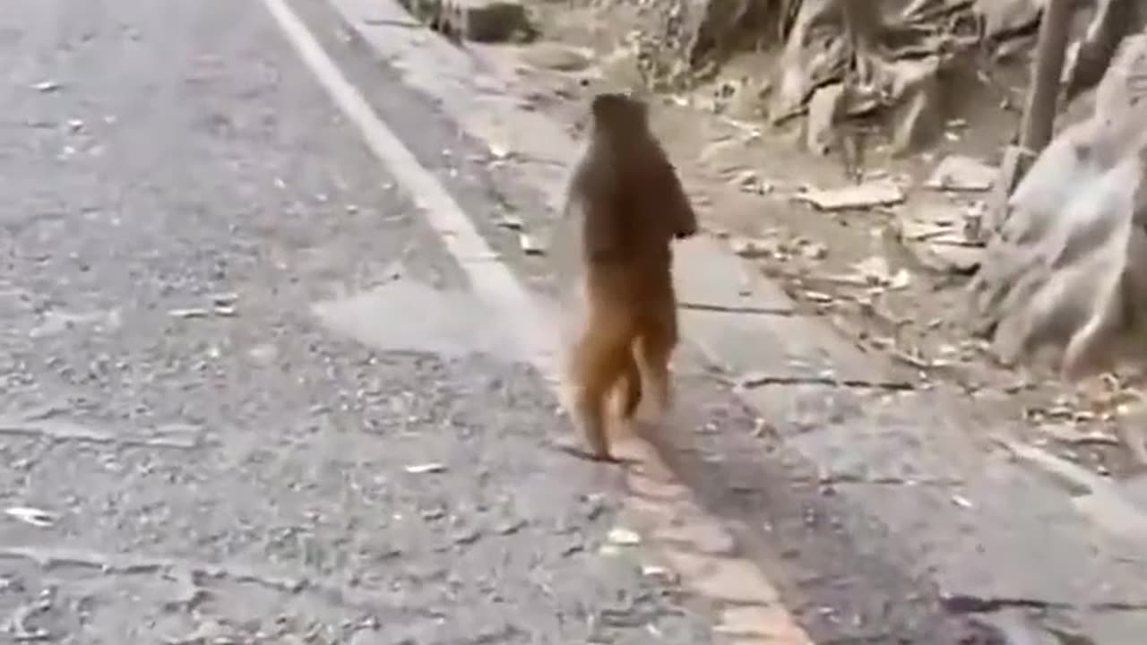 Monkey running like a human