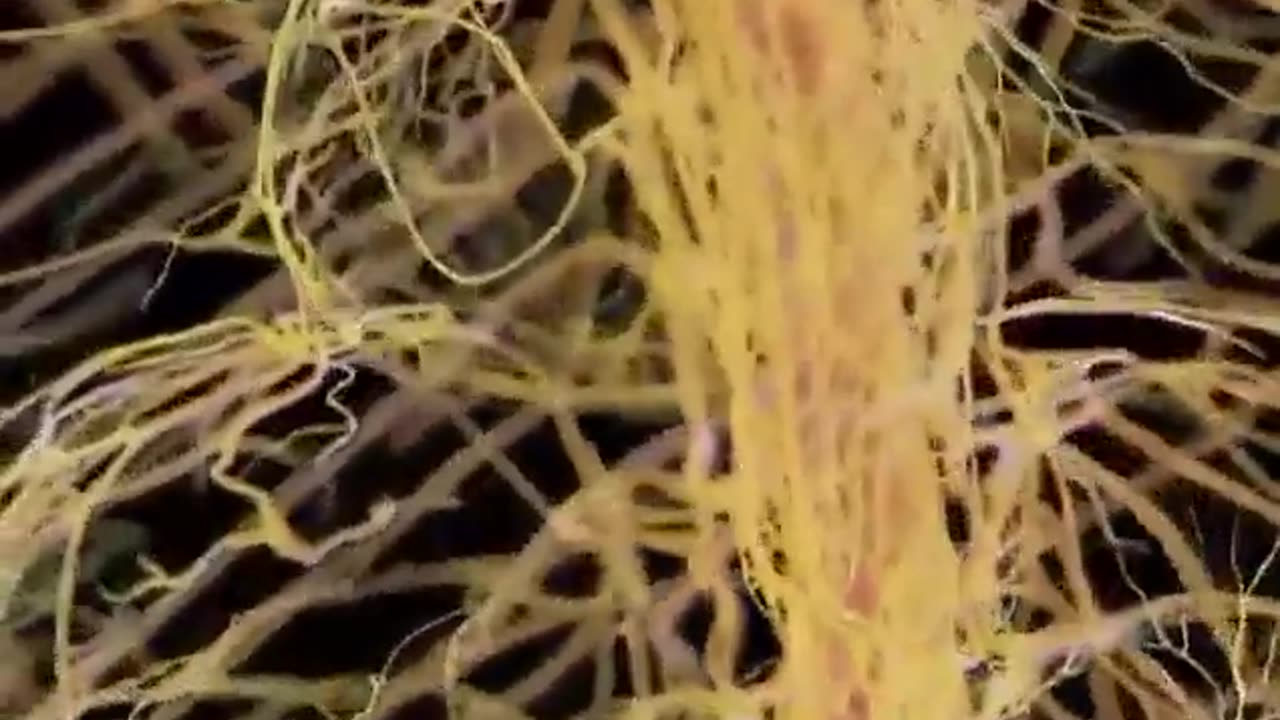 Human nervous system from the inside