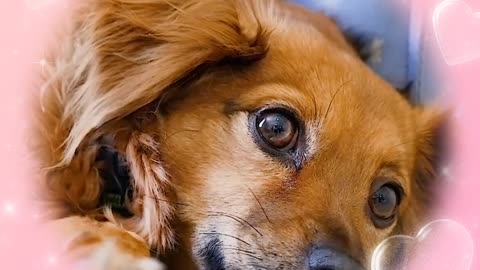 A brown dog sleeping wonderfully and calmly