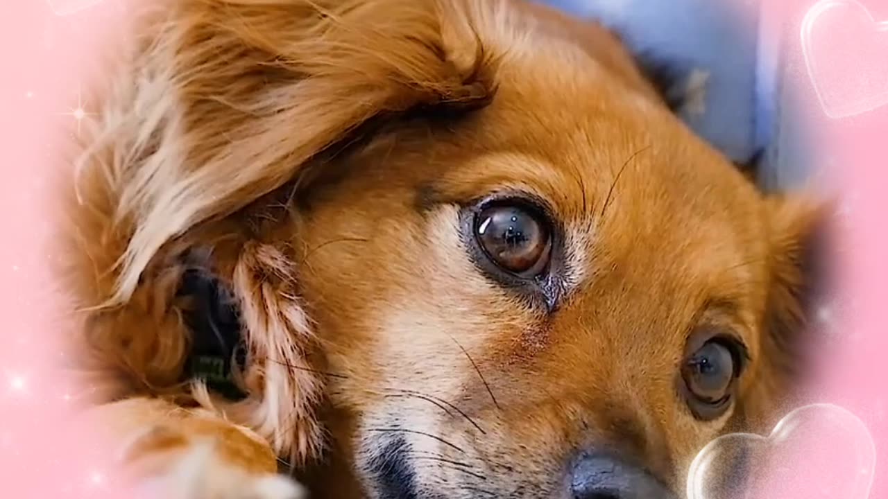 A brown dog sleeping wonderfully and calmly