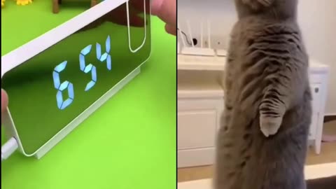 The Cat Reacts - Guess What?