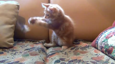 Little cat playing with toy