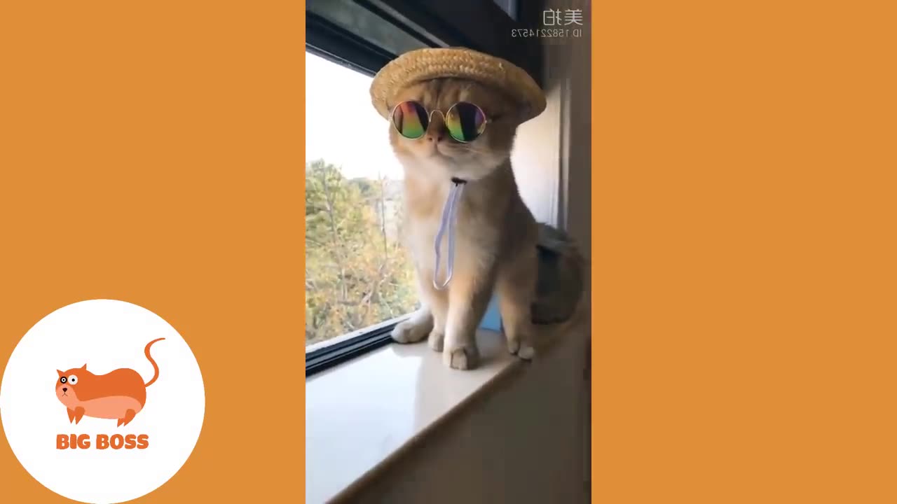Funny Cat and Dog