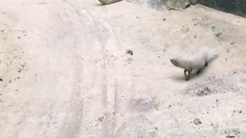 Snake vs Mongoose