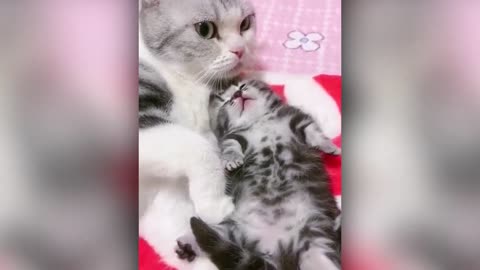 Funniest Dogs And Cats Videos 😁 Best Funny Animal Videos 2023 🥰 #46