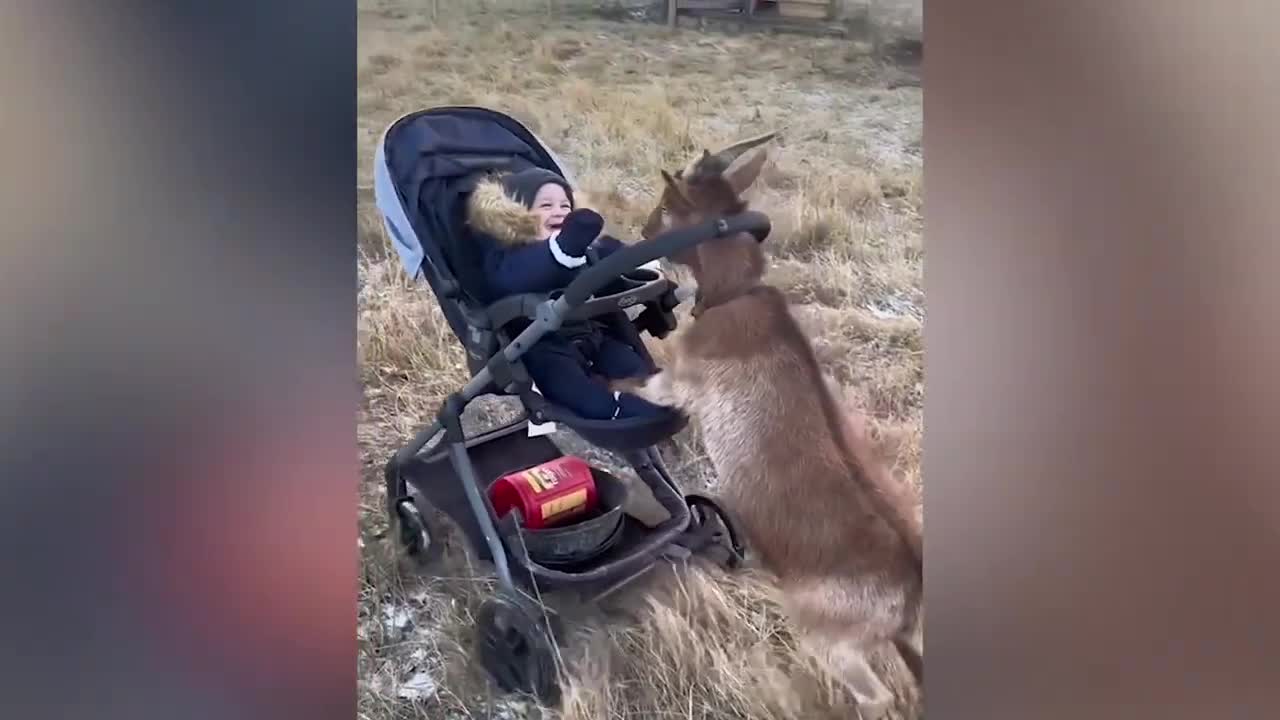 VIDEO: Pet goat pushes baby stroller on her hind legs