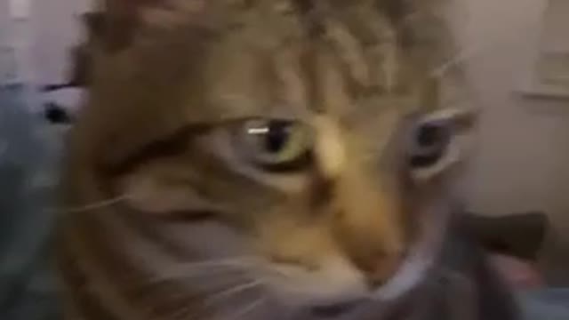 You’re a fucking bitch “kitty remix”