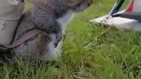 camping trip - a very cute squirrel