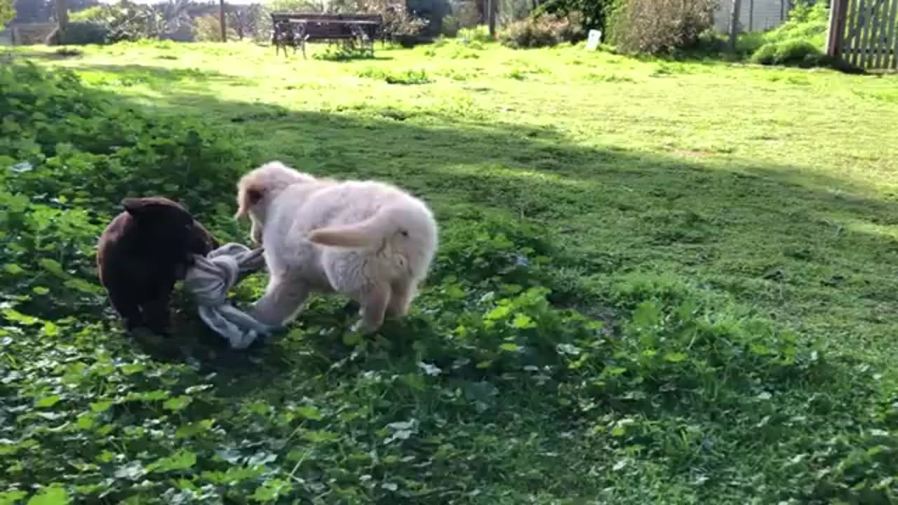 Golden Retriever and Labrador puppy playtime