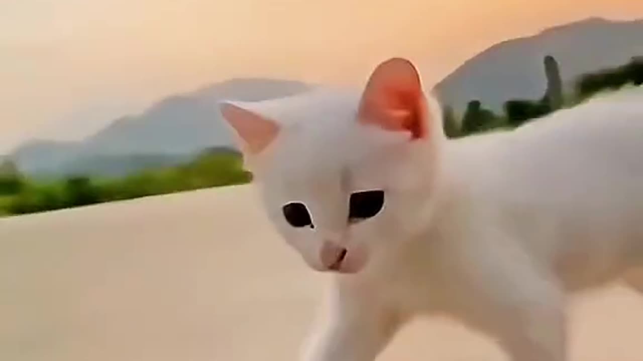 Cat Video New Funny Cat Video