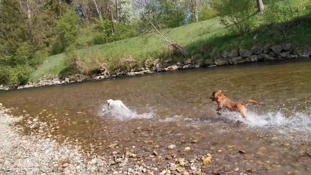 Labrador Speed