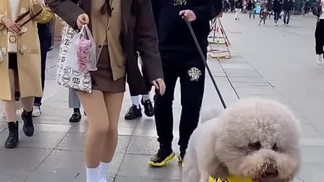 Cute😃 and so funny😂 video all ..|| all animals are here..