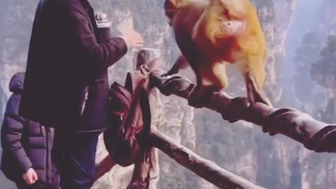 viral comedy short shortvideo