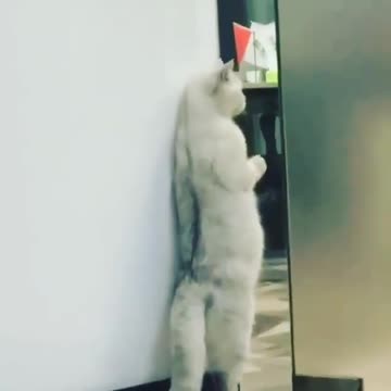 funny cat video 4