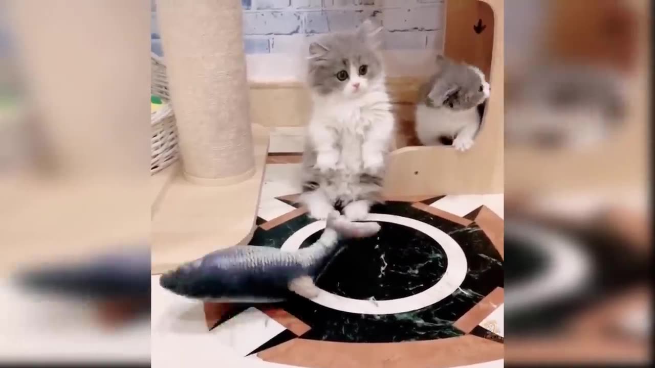 Funny Cat and Dog Videos That Will Make Your Day