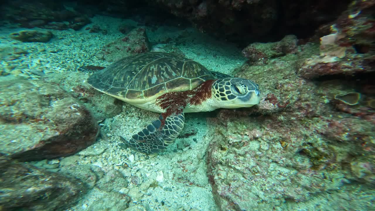 Sea turtle is wary when meeting strangers