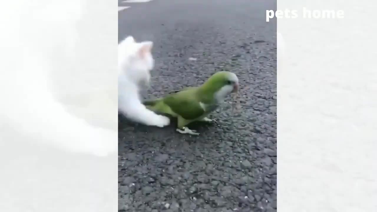 Little cat fun with parrot 🦜🦜🤣🤣