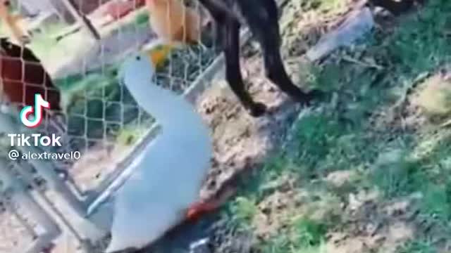 All animals funny