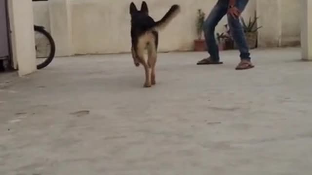 German shepherd training video